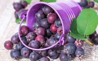 Лечебные свойства ягоды ирги, способы ее применения, правила заготовки
