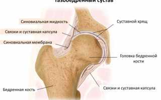 Функции и строение тазобедренного сустава