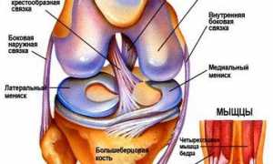 Строение и болезни менисков колена