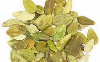 Лечебные свойства листьев брусники, применение и рецепты чая