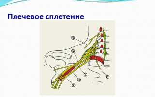 Плечевое нервное сплетение