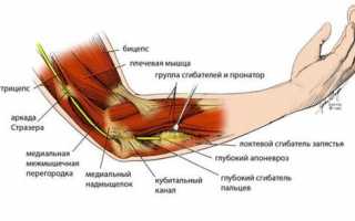 Строение суставов руки