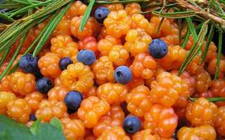 Польза морошки: лекарственные, кулинарные и косметические рецепты из «царской ягоды»