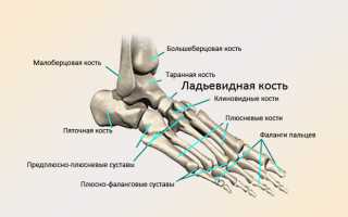 Ладьевидная кость ступни