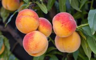 Полезные свойства персика: терапевтические возможности плода, а также листьев, цветов и косточек